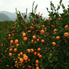 2015富川柑橘