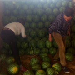 山东惠民西瓜代办—李敬涛与您合作共赢