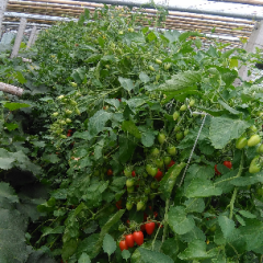 河南安阳滑县京丹1号圣女果红色