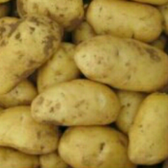 石家庄荷兰十五即将上市欢迎新老客商前来订货