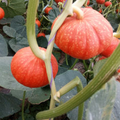 德州本处南瓜大量上市