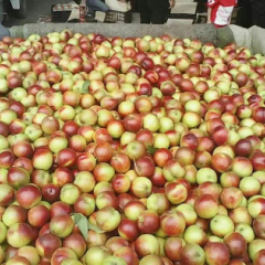 温馨港湾 早红宝石曙光油桃