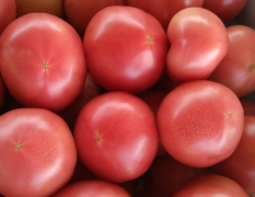 硬粉有数十万斤西红柿发往全 国各地
