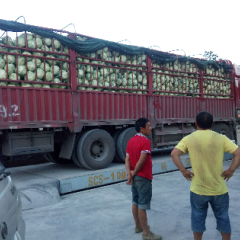 贵州息烽爱丽丝甘蓝口感爽口