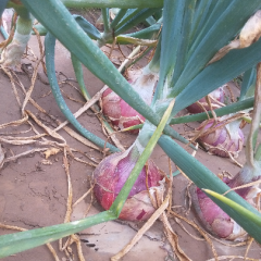 常年出售洋葱各种蔬菜