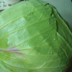 批发甘蓝，有需要大量的详情电话联系