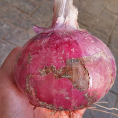 洋葱已经开始上市