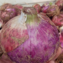 山东惠民洋葱大量上市了，个头大