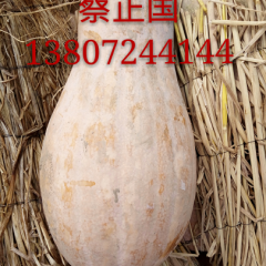 嘉鱼湖北蔡正国7月早熟南瓜