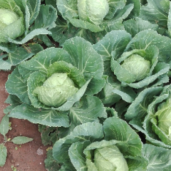 中甘21甘蓝天然无公害蔬菜，质量第一