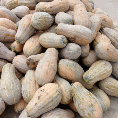 湖北嘉鱼金韩密本南瓜大量上市欢迎考察合作