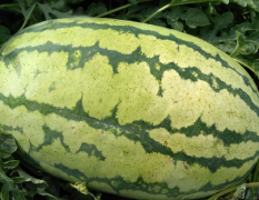 本人长期种植西瓜，主要种植金城5号，均为7公斤以上
