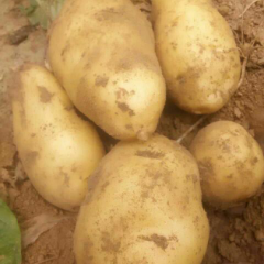 大量出售本地土豆，物美价廉欢迎采购。联系13733220560