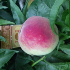 泗水蜜桃长势旺盛,泗张朱先生诚信合作