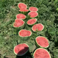 河南开封开封县大量供应西瓜