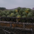 长花瓜春光62,龙卷风