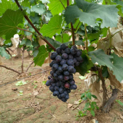 红无核葡萄批发 全红色