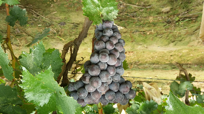 京亚葡萄，粒大，色泽好