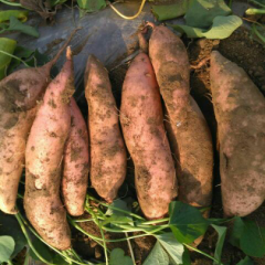 河北省石家庄晋州龙署九号_润丰合作社