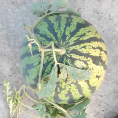 求购金城5号10斤起步，头茬瓜