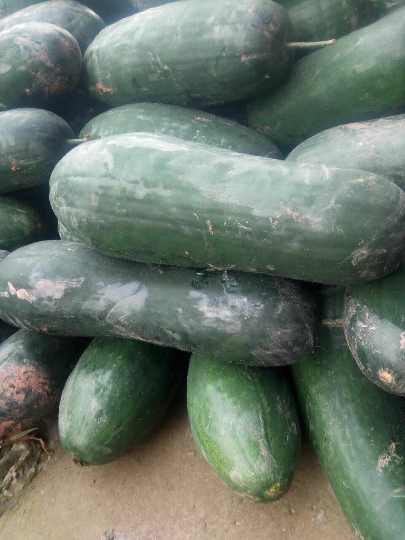 供应:四川自贡大青皮冬瓜,银灰冬瓜