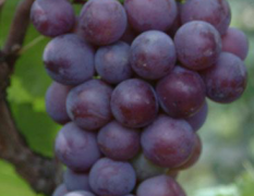 京亚葡萄种植基地
