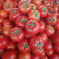 西红柿大量上市中，质量好