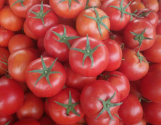 西红柿大量上市中，质量好