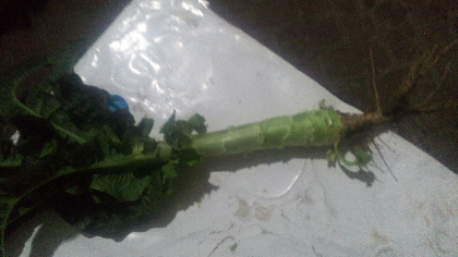 有大量红笋出售