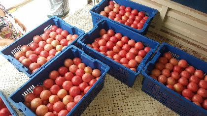 刚刚上市大量西红柿，质量好