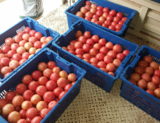 刚刚上市大量西红柿，质量好