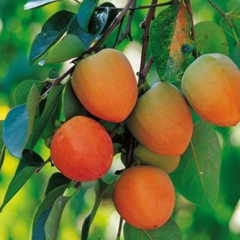 求购大量富平尖柿可上门收货