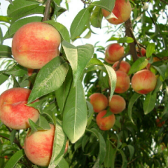 红不软量大75起步 1.2/斤价格稳