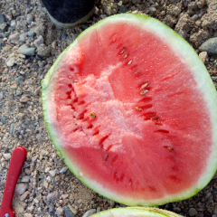 硒砂瓜_金城五号和金华一号皮薄瓤子