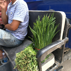 河南柘城县韭菜质量好，价格优惠有需要的