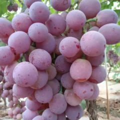 我们是陕西省一群勤劳朴实的果农