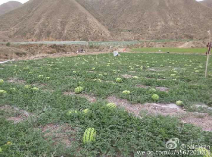 硒砂瓜价格