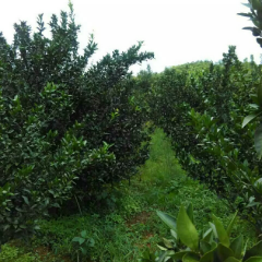 南丰蜜桔值得老板来采购