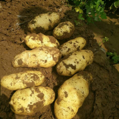 围场荷兰土豆上市