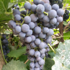 万亩酿酒葡萄基地，日上货量100吨