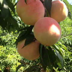 晚熟蜜桃，要的请联系