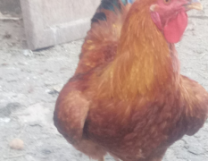 商丘市宁陵县有大红公鸡，红羽毛