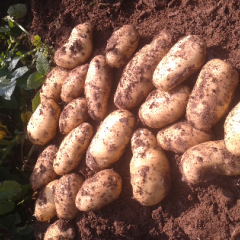 乌兰察布各期县土豆大量上市