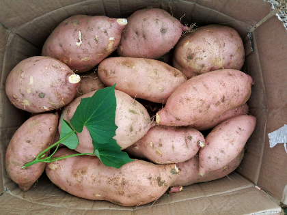 65-0.7元/斤 近几天地瓜总体价格下滑,估计价格还会下滑.