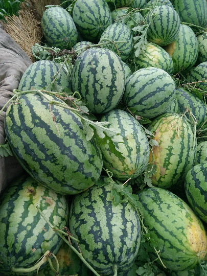 西瓜怎么挑是黑籽 4200458.jpg