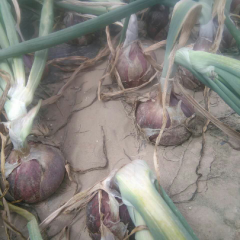 甘肃高台红皮洋葱：骆驼城冯国军