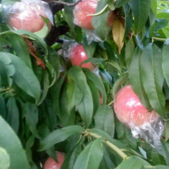 万荣高村闫兆峰7月红不软蜜桃