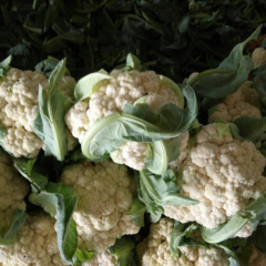 安丘雪白菜花已开始上市质量好，供货量大