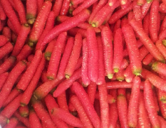 陕西秤杆红萝卜品质好货量大 根据客户的需求