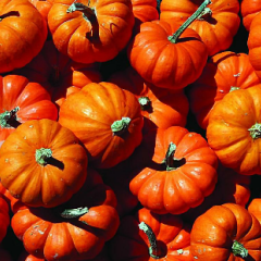 黑皮南瓜红南瓜